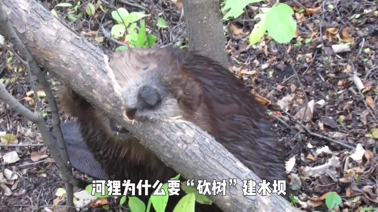 河狸水坝长达850米它们为什么要砍树建水坝呢