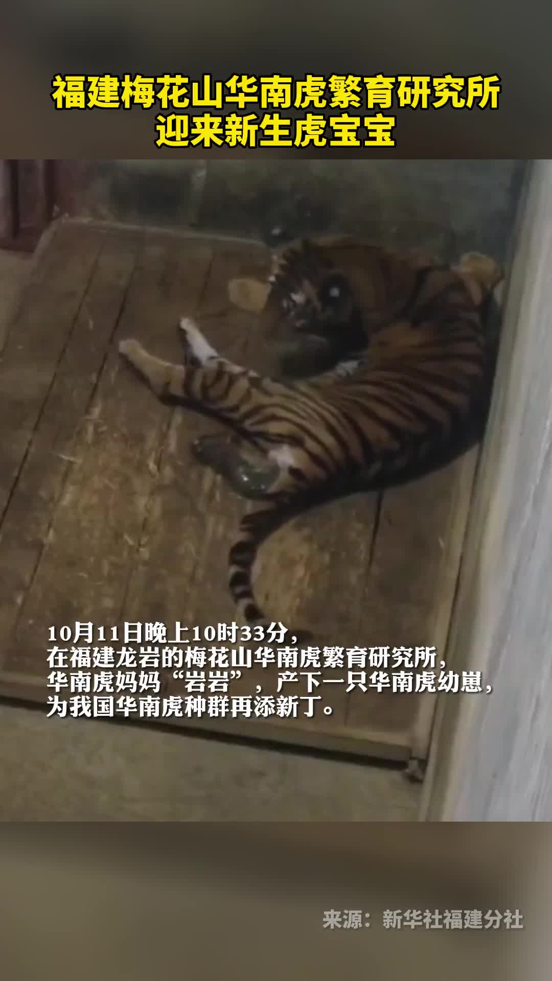 福建梅花山华南虎繁育研究所迎来新生虎宝宝