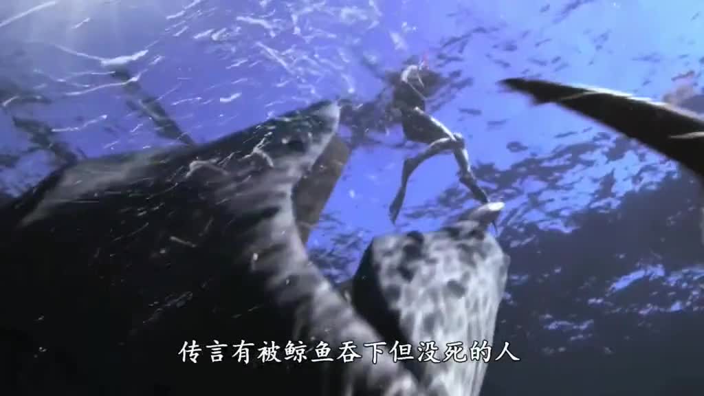 如果你不小心被鲸鱼吞掉该怎么办要如何自救