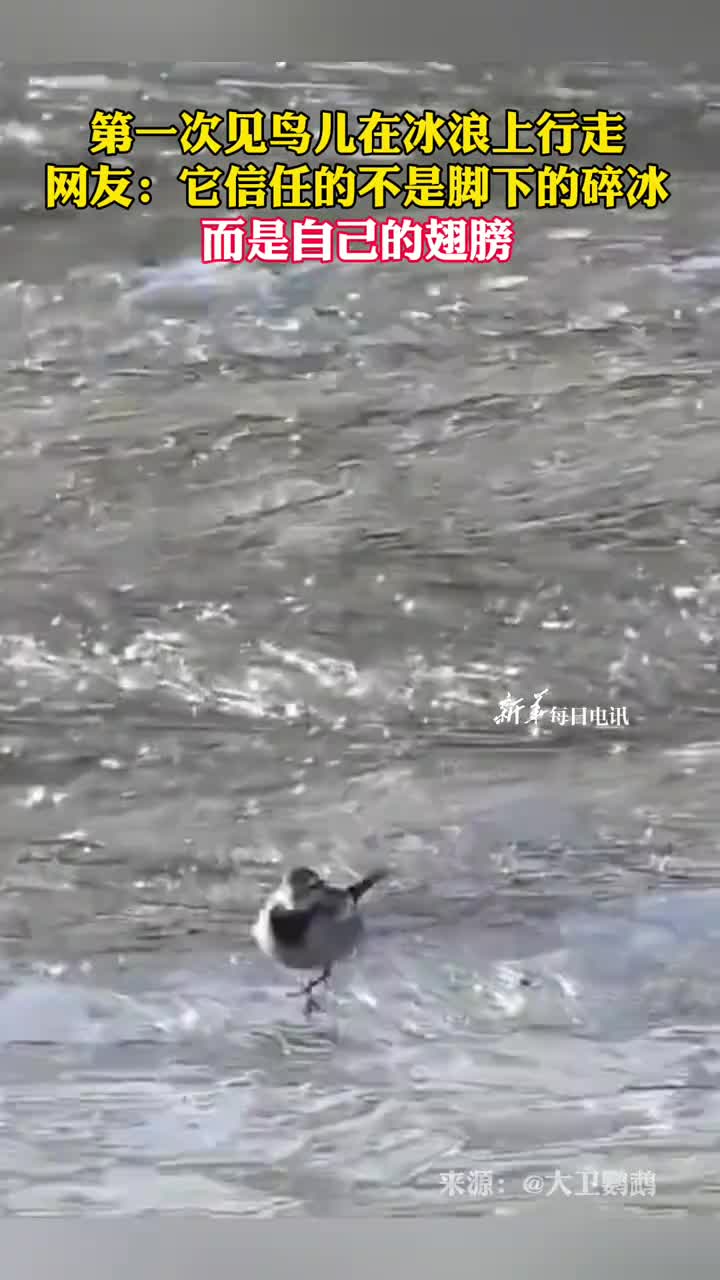 第一次见鸟儿在冰浪上行走网友它信任的不是脚下的碎冰而是自己的翅膀