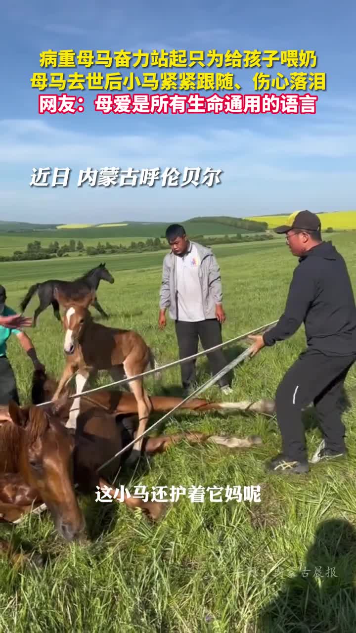 病重母马奋力站起只为给孩子喂奶母马去世后小马紧紧跟随伤心落泪网友母爱是所有生命通用的语言
