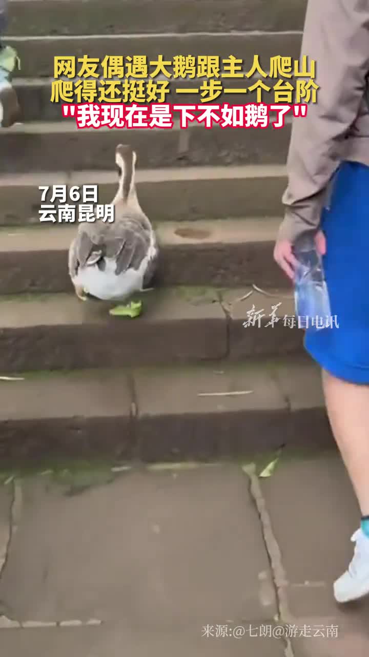 网友偶遇大鹅跟主人爬山爬得还挺好一步一个台阶我现在是下不如鹅了