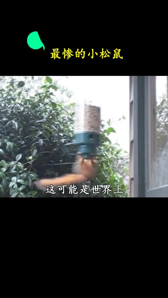 瞬间破产小松鼠的感受啄木鸟知道哈哈
