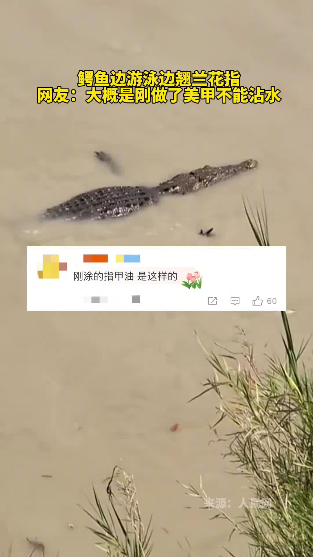 鳄鱼在水中游泳平举的小短手犹如翘起兰花指