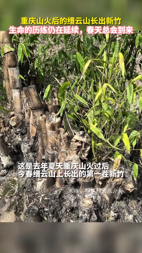 重庆山火后的缙云山长出新竹生命的历练仍在延续春天总会到来