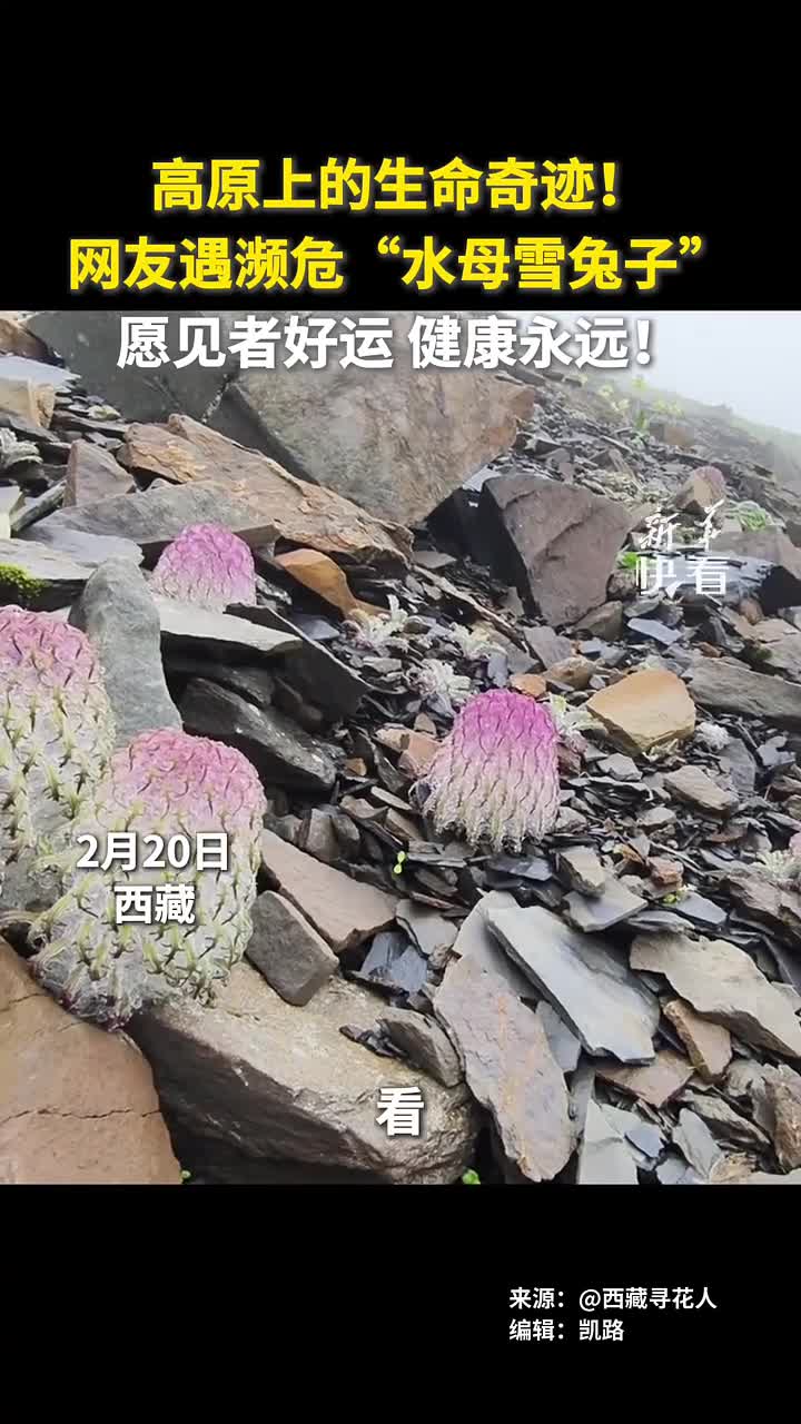 高原上的生命奇迹网友遇濒危水母雪兔子愿见者好运健康永远新华社快看