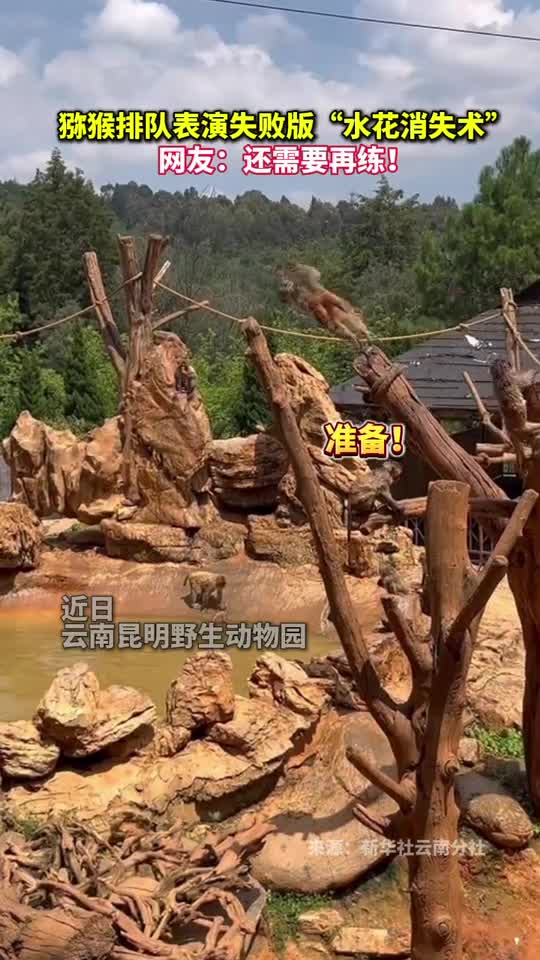 猕猴排队表演失败版水花消失术网友还需要再练