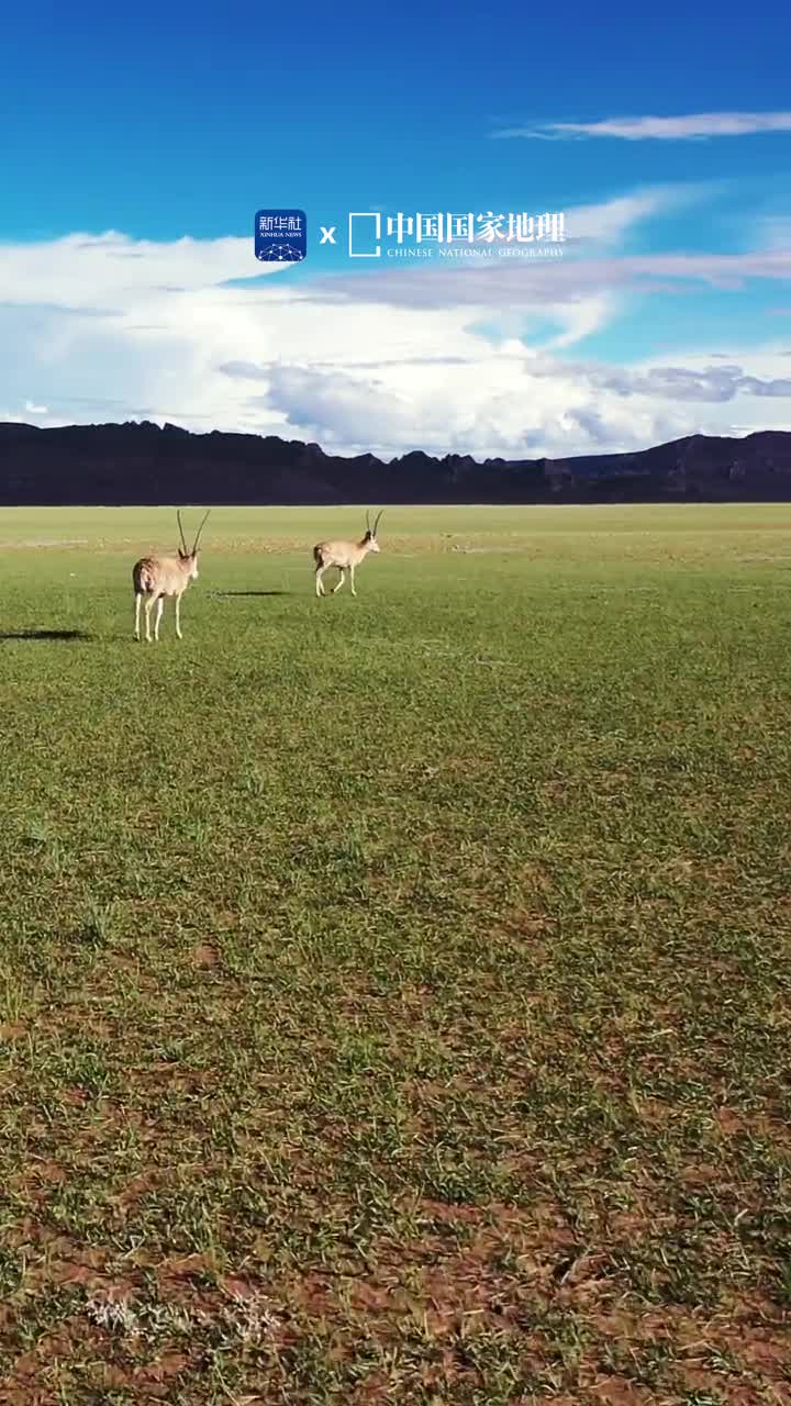 今天5月22日是国际生物多样性日一起感受高原精灵的惬意快乐高海拔地区也许缺氧但从来不缺生命力当你邂逅自由奔跑的藏羚羊一定会感受到那原始的野性的自由的蓬勃生命力