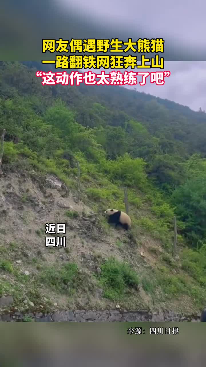 网友偶遇野生大熊猫一路翻铁网狂奔上山这动作也太熟练了吧