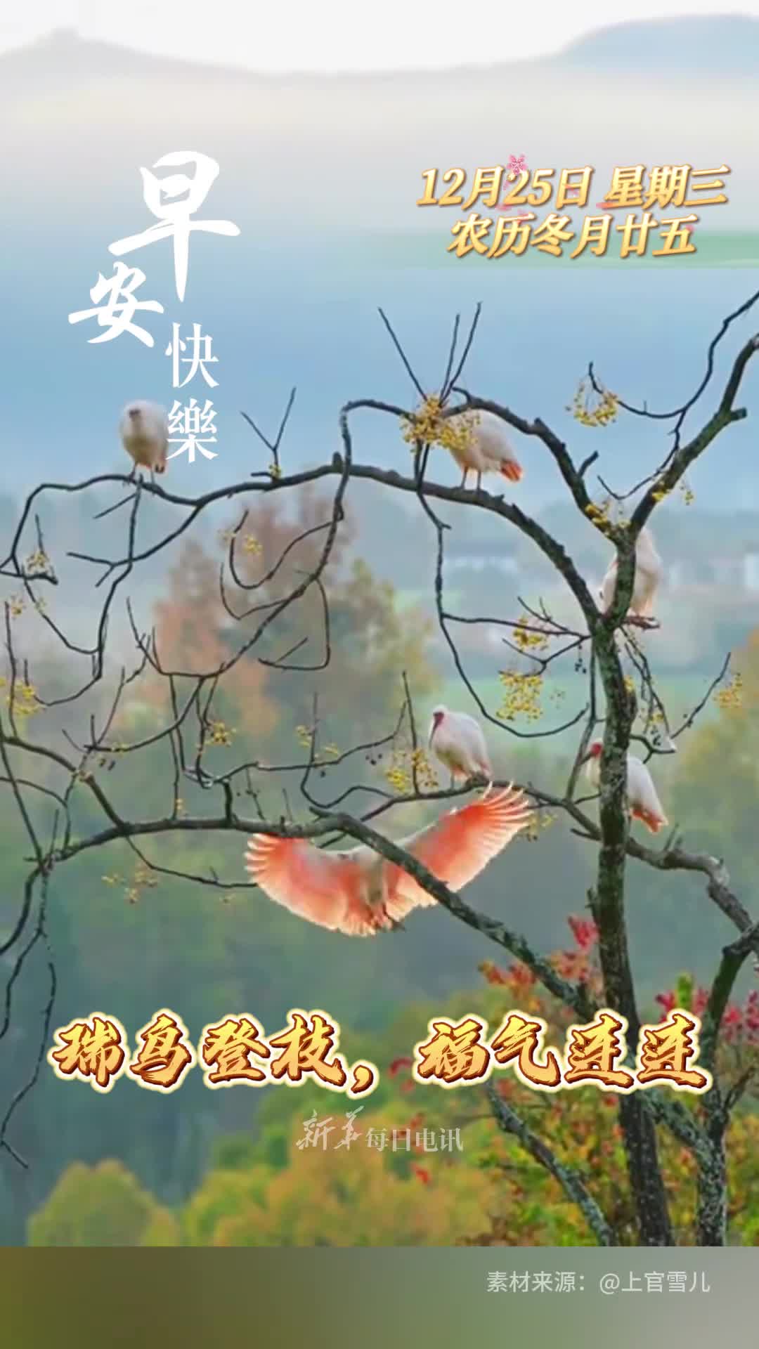 瑞鸟登枝福气连连新的一天祝您和家人迎门见喜柿柿如意早安