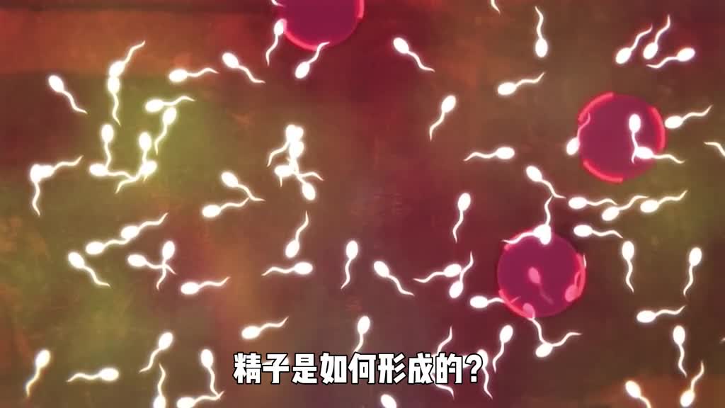 揭秘精子形成到生命竞赛全过程想拿第一不仅要跑的快还要运气好