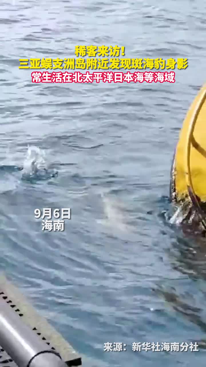 稀客来访三亚蜈支洲岛附近发现斑海豹身影常生活在北太平洋日本海等海域