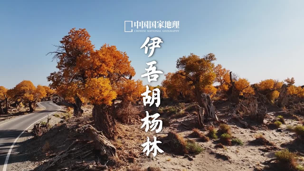 世界胡杨看中国中国胡杨看新疆在新疆哈密的伊吾县也有一片饱经沧桑的万亩胡杨林胡杨被誉为戈壁沙漠中的不死神树除了防风固沙的作用之外也是一道亮丽的风景线它坚毅顽强的性格诠释着一种令人敬佩的生命力量于生死较量里寻光在大漠荒凉中绽放这就是胡杨