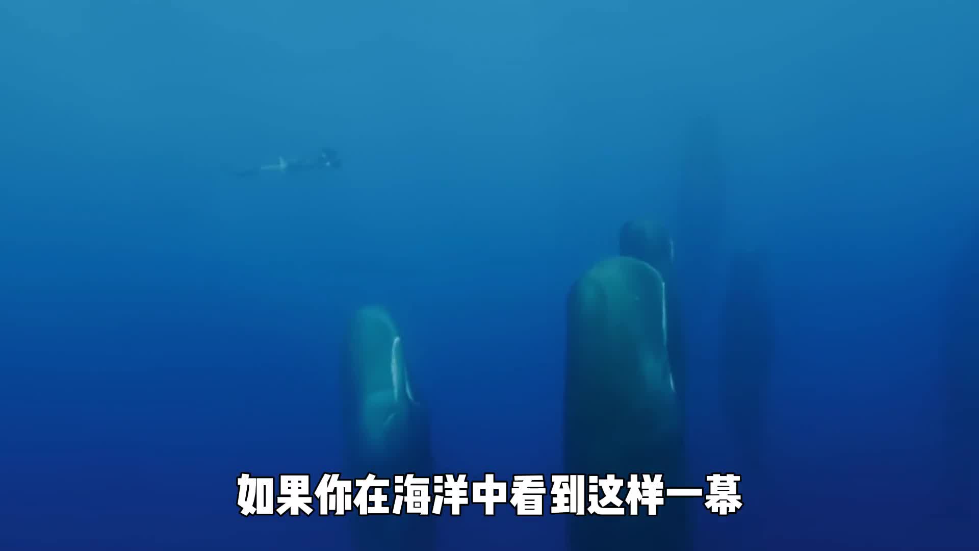 如果你在海洋中看到这样一幕不要乱动这是抹香鲸正在睡觉