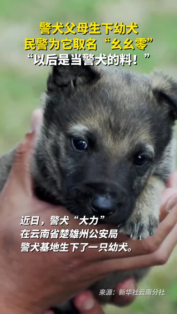 警犬父母生下幼犬民警为它取名幺幺零以后是当警犬的料