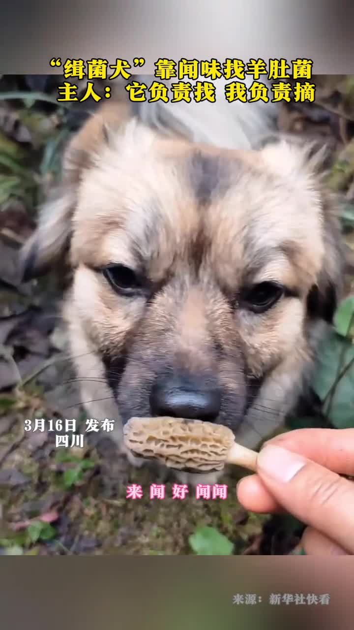 缉菌犬靠闻味找羊肚菌主人它负责找我负责摘