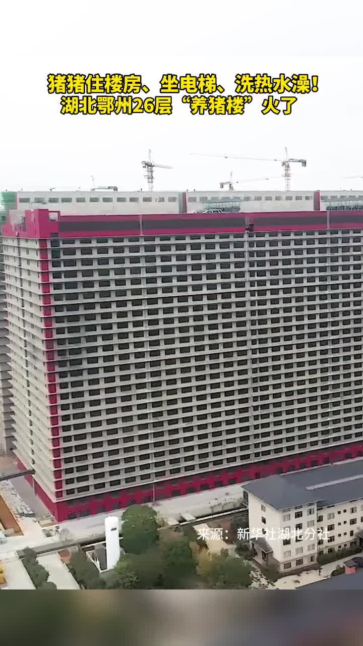 猪猪住楼房坐电梯洗热水澡湖北鄂州26层养猪楼火了