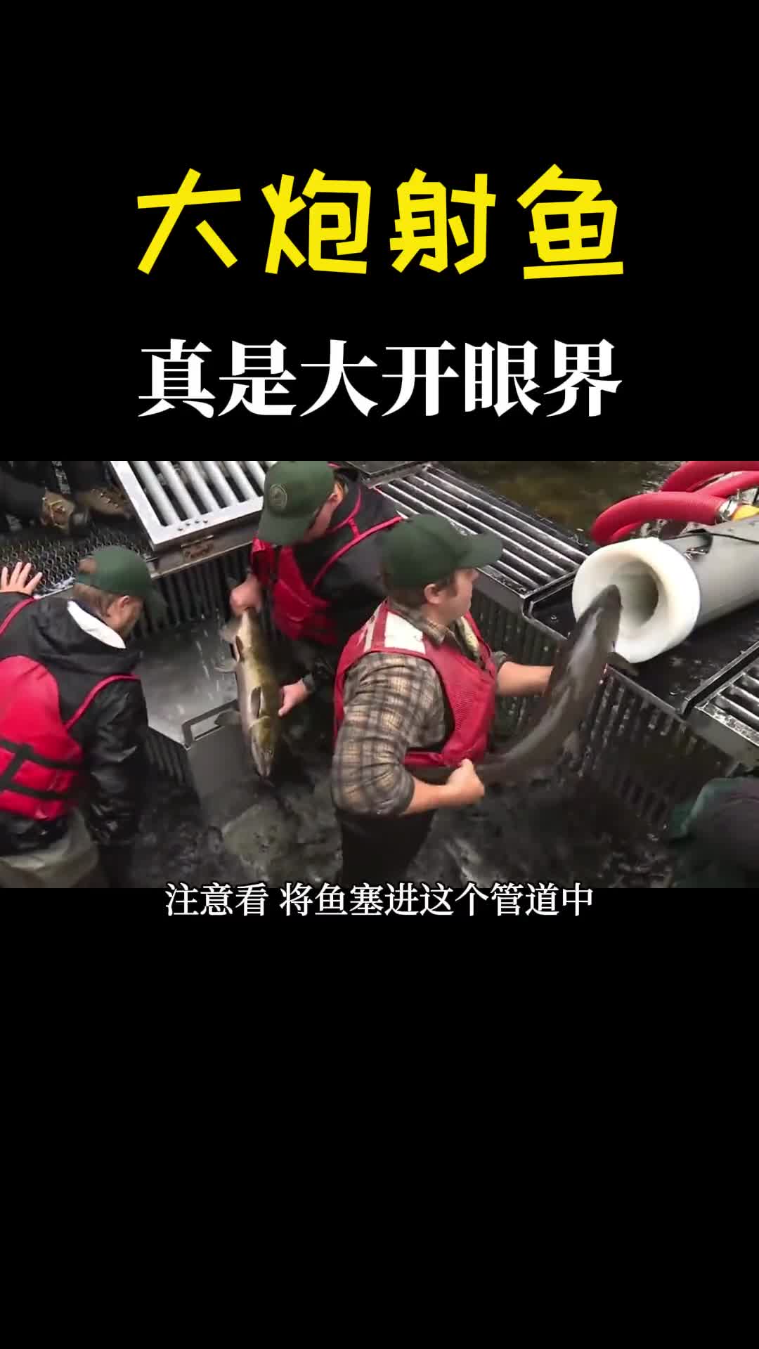 为什么要把鱼塞进炮管嗖的一下像坐过山车一样鱼开心的不得了