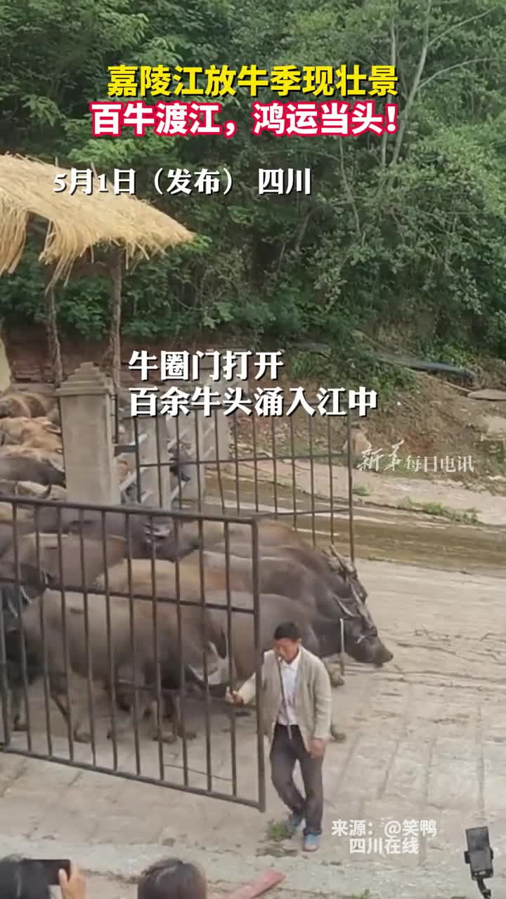 百牛渡江鸿运当头嘉陵江放牛季现壮景