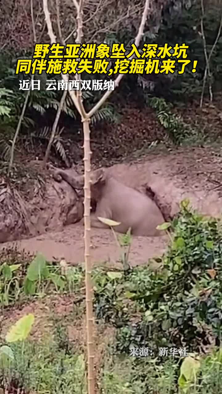 野生亚洲象坠入深水坑同伴施救失败挖掘机来了