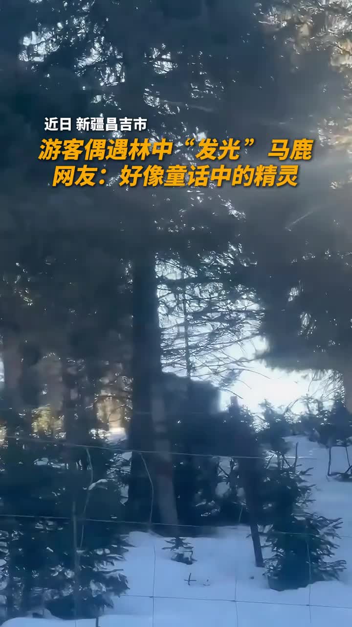 见者好运会发光的马鹿就像林中的精灵
