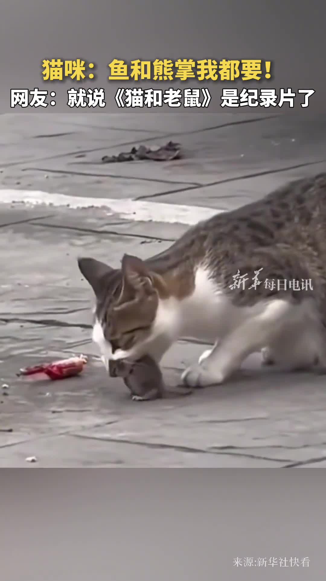 猫咪鱼和熊掌我都要网友就说猫和老鼠是纪录片了