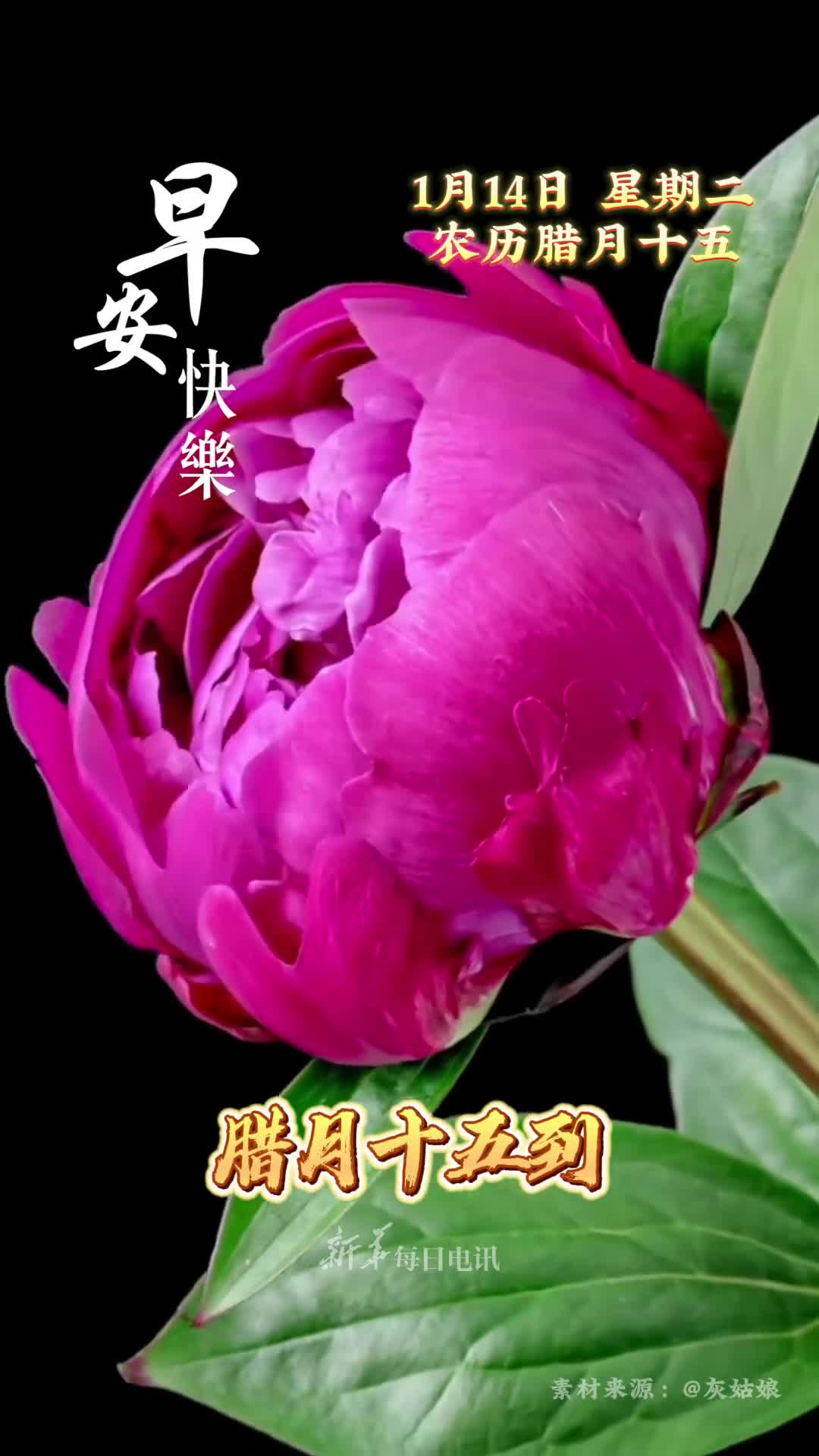 腊月十五到祝福随花开距新年还有15天祝愿您与家人吉祥安泰一帆风顺早安