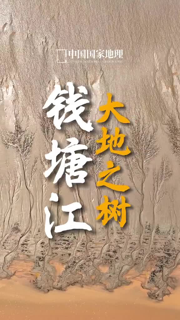 大自然是天然艺术家钱塘江大潮过后大地上形成一棵棵参天大树枝杈分明我们把它命名为潮汐树