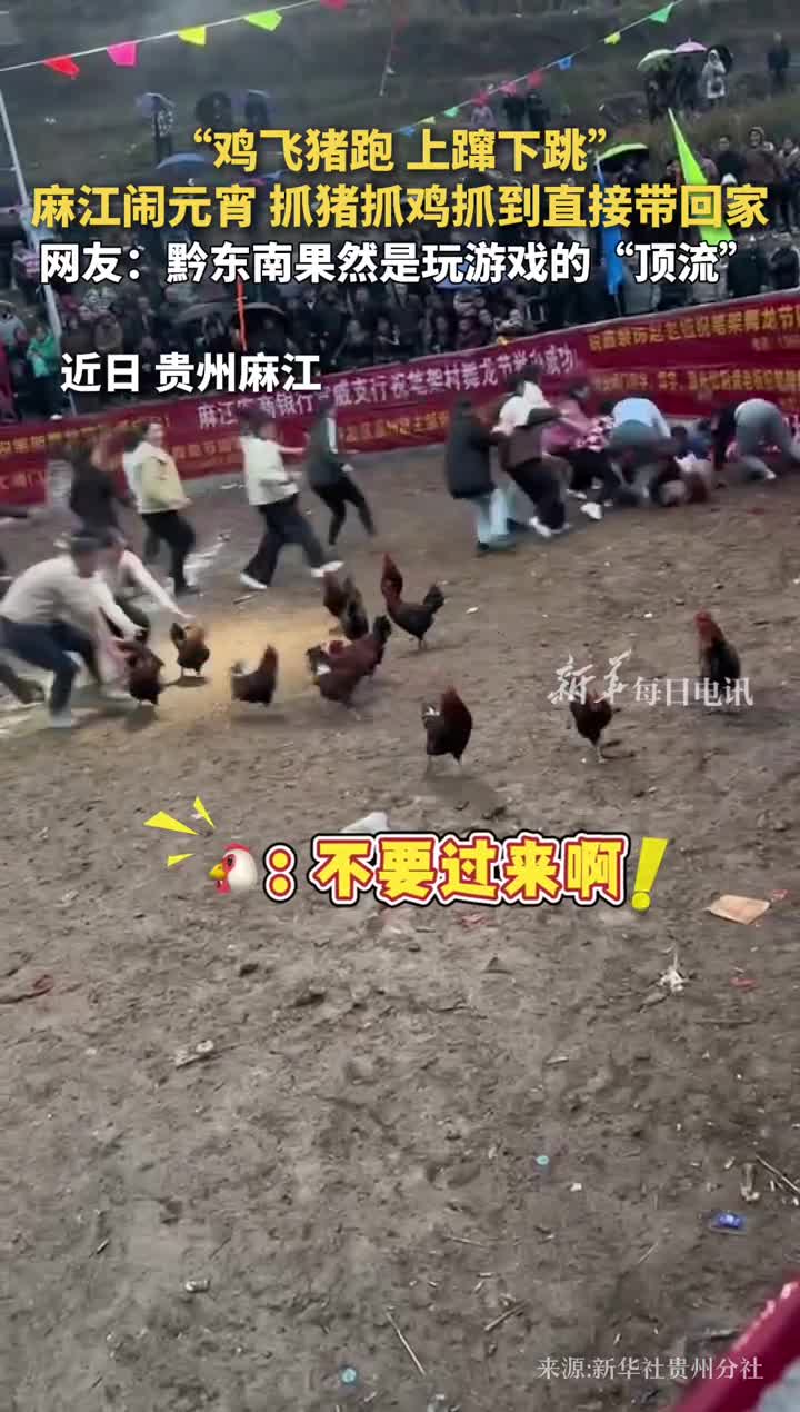鸡飞猪跑上蹿下跳麻江闹元宵抓猪抓鸡抓到直接带回家网友黔东南果然是玩游戏的顶流