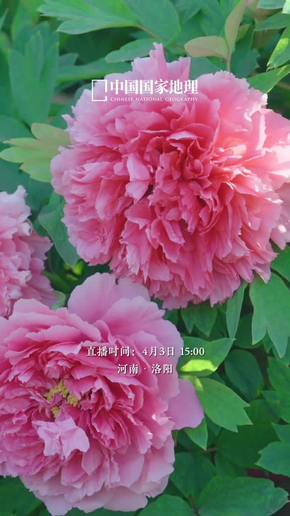 九州共赏春花烂漫4月3日下午3点来中国国家地理景观直播间一起看春花开遍华夏大地最美人间四月天不负春光不负卿与你相约一场跨越多个纬度的繁花盛筵我们不见不散