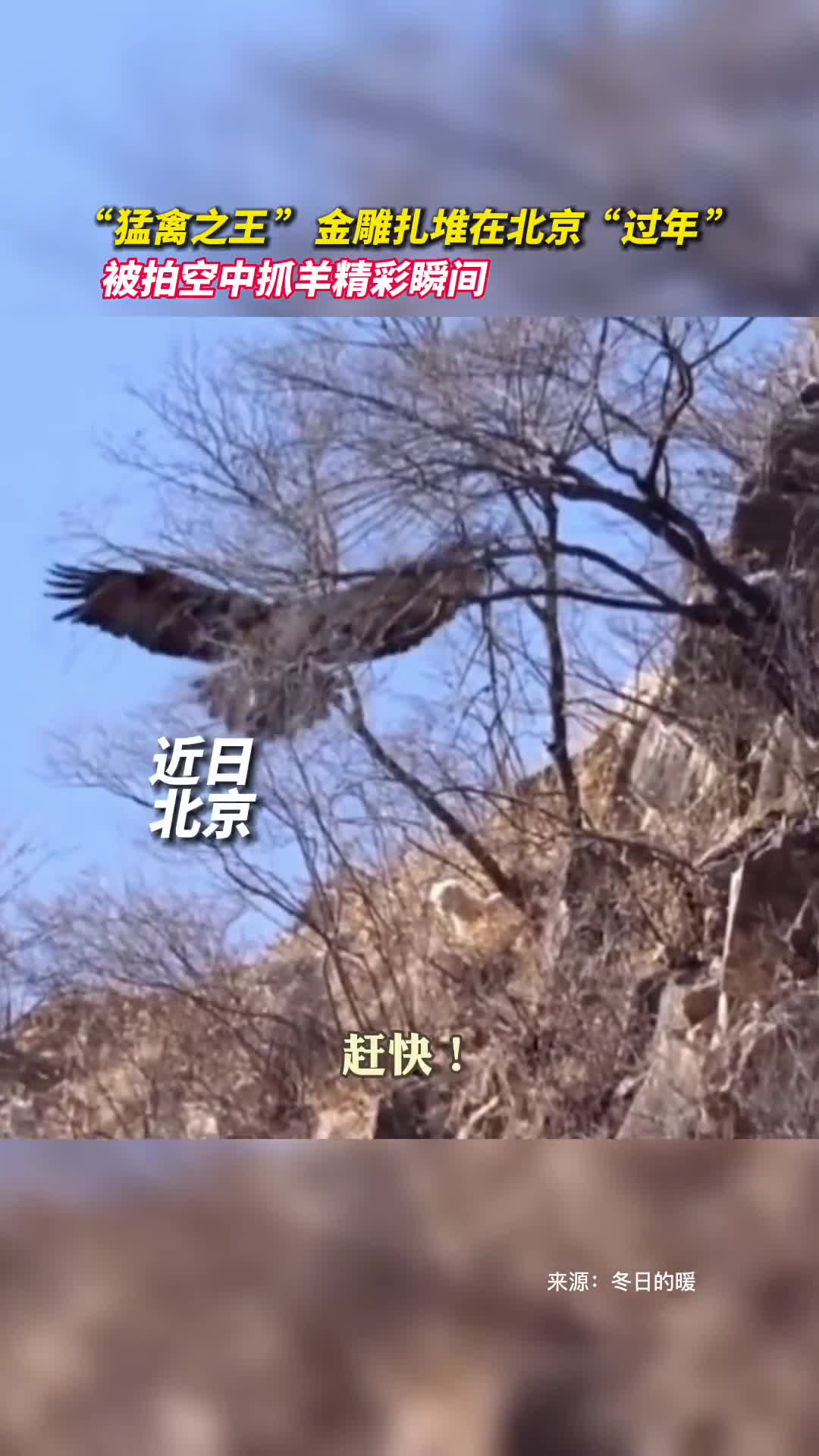 猛禽之王金雕扎堆在北京过年被拍空中抓羊精彩瞬间