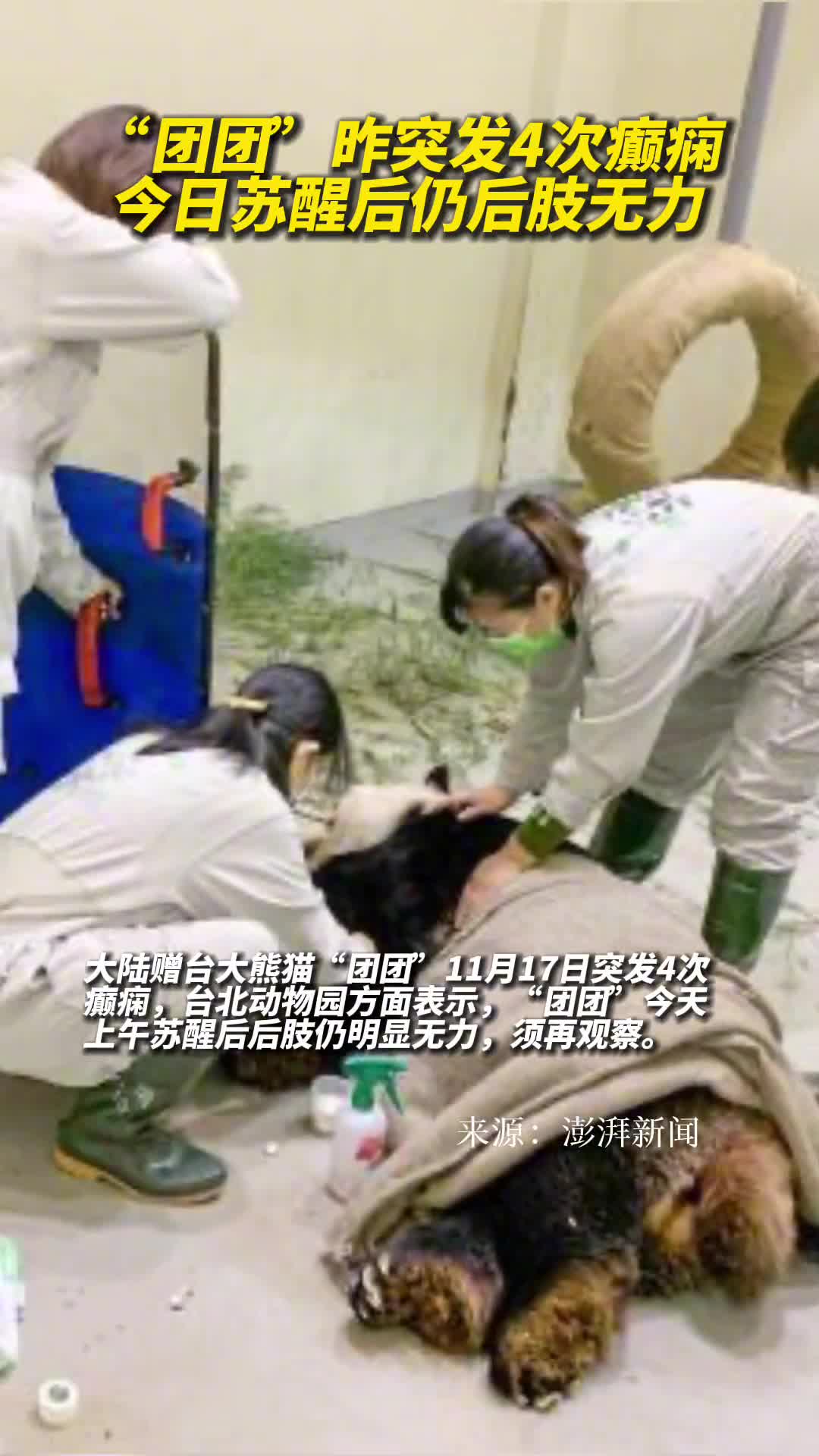 赠台大熊猫团团昨突发4次癫痫今日苏醒后仍后肢无力
