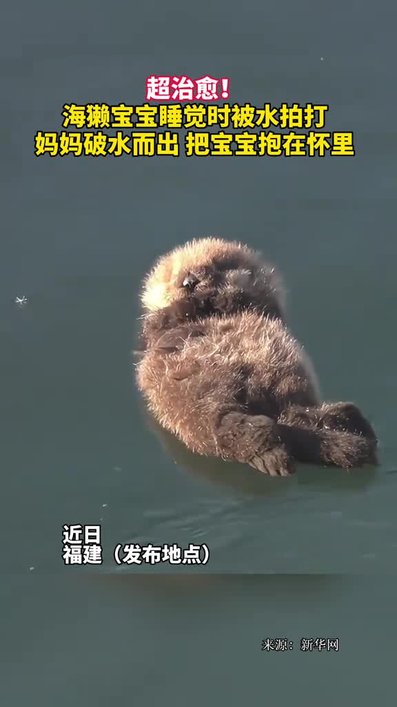超治愈海獭宝宝睡觉时被水拍打妈妈破水而出把宝宝抱在怀里