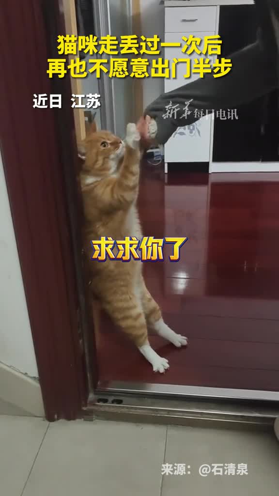 猫咪走丢过一次后再也不愿意出门半步