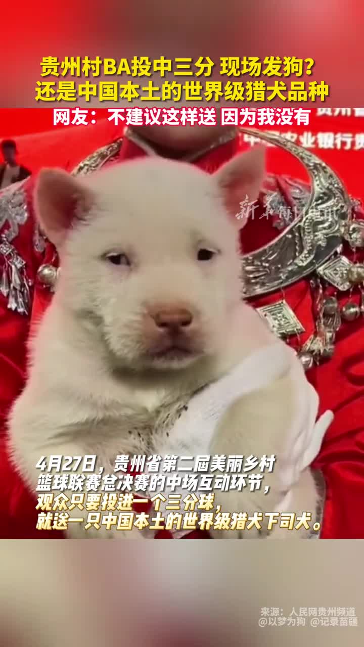 贵州村BA投中三分现场发狗还是中国本土的世界级猎犬品种网友不建议这样送因为我没有