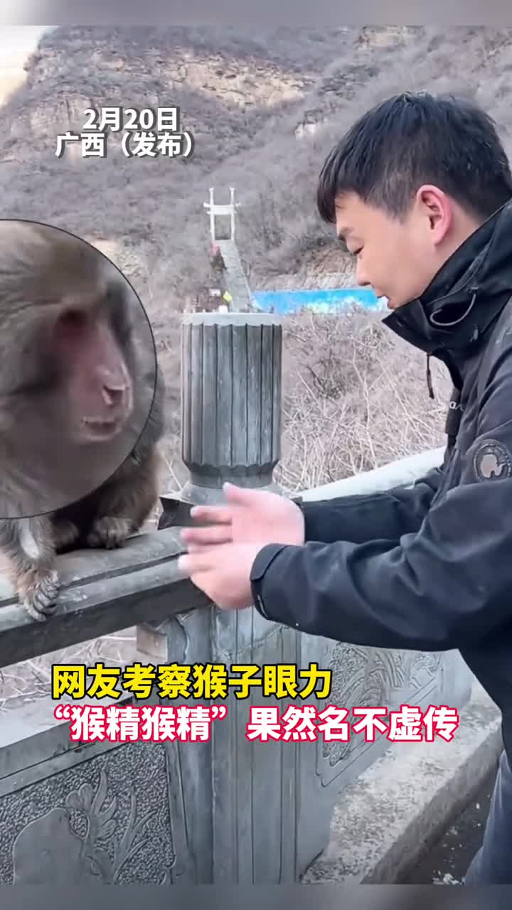 网友考察猴子眼力猴精猴精果然名不虚传