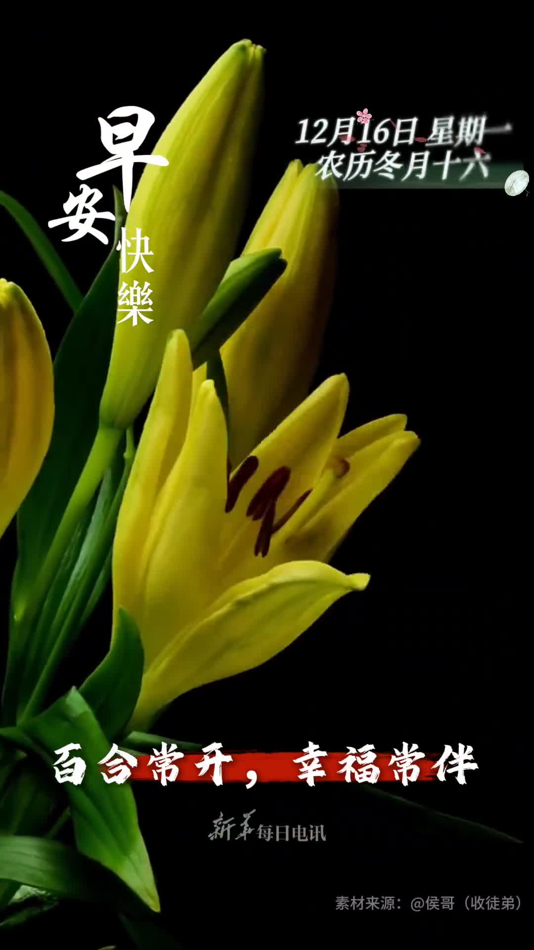 百合常开幸福常伴新的一天愿您和家人心想事成六六大顺早安