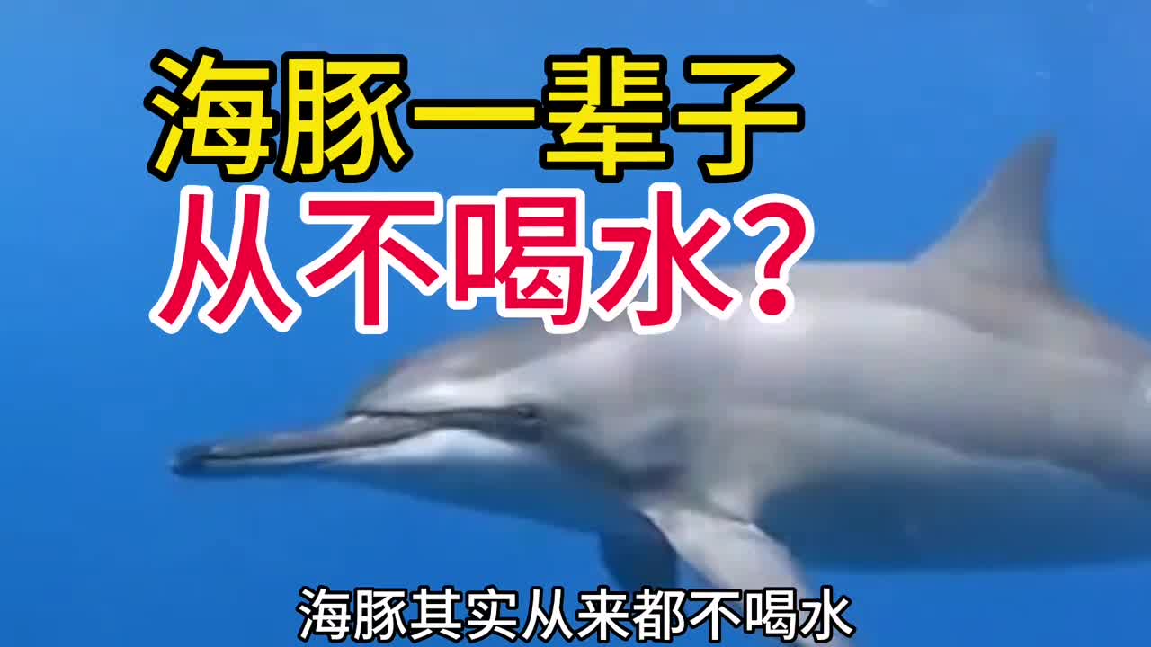 海豚一辈子从不喝水