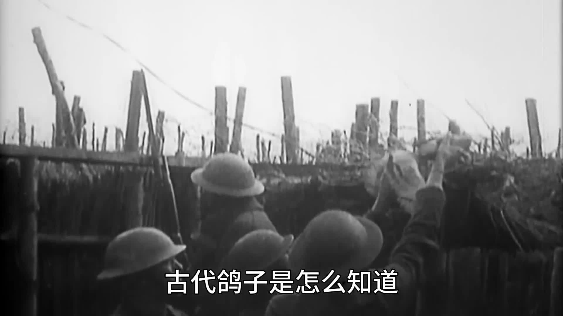 鸽子怎么知道信要送到哪难道它们能听懂人话