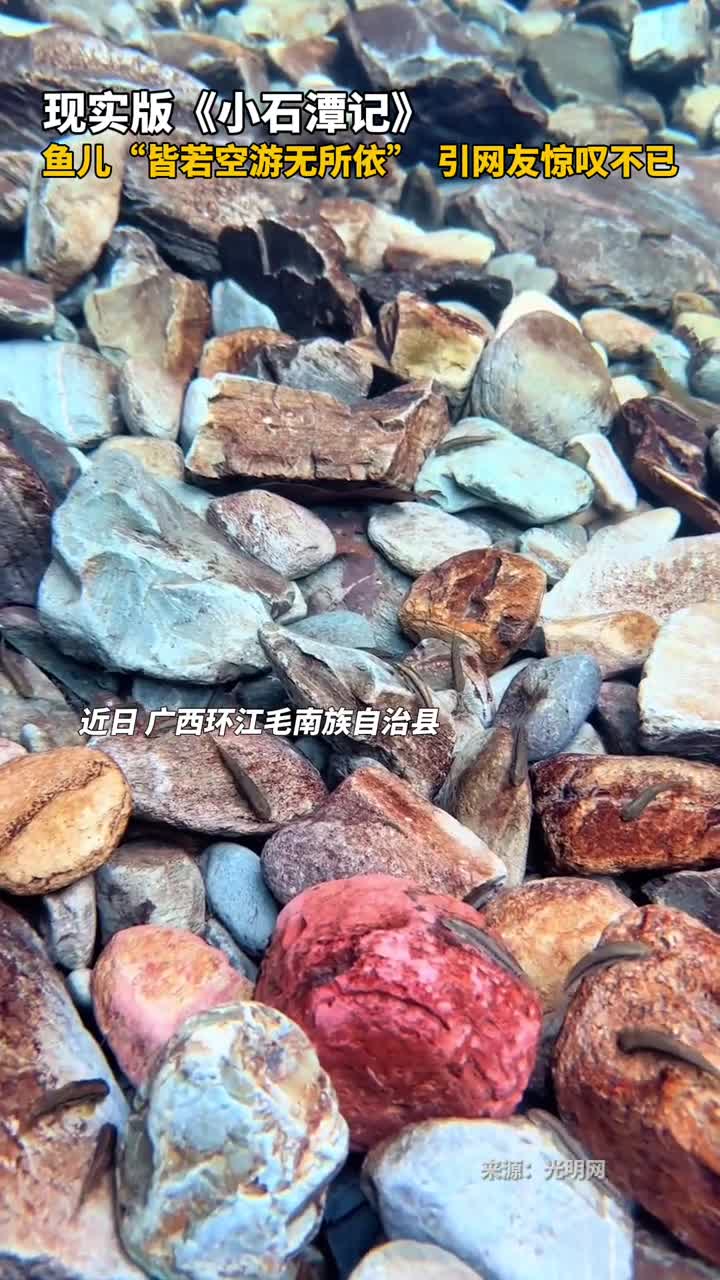 现实版小石潭记鱼儿皆若空游无所依引网友惊叹不已