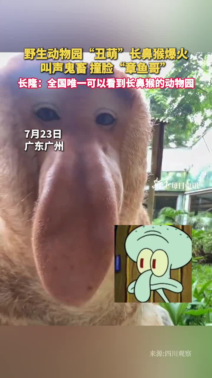 野生动物园丑萌长鼻猴爆火叫声鬼畜撞脸章鱼哥