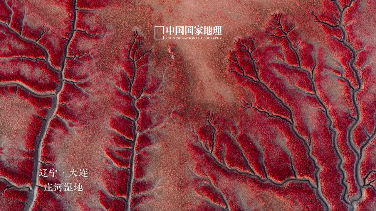 大自然的生命之树有多神奇祖国大地上分布着许许多多色彩斑澜的树状景观盘根交错的冲沟彰显着大自然的奇妙经历漫长岁月洗礼的生命之树在四季流转中展现着与众不同的力量与瑰伟