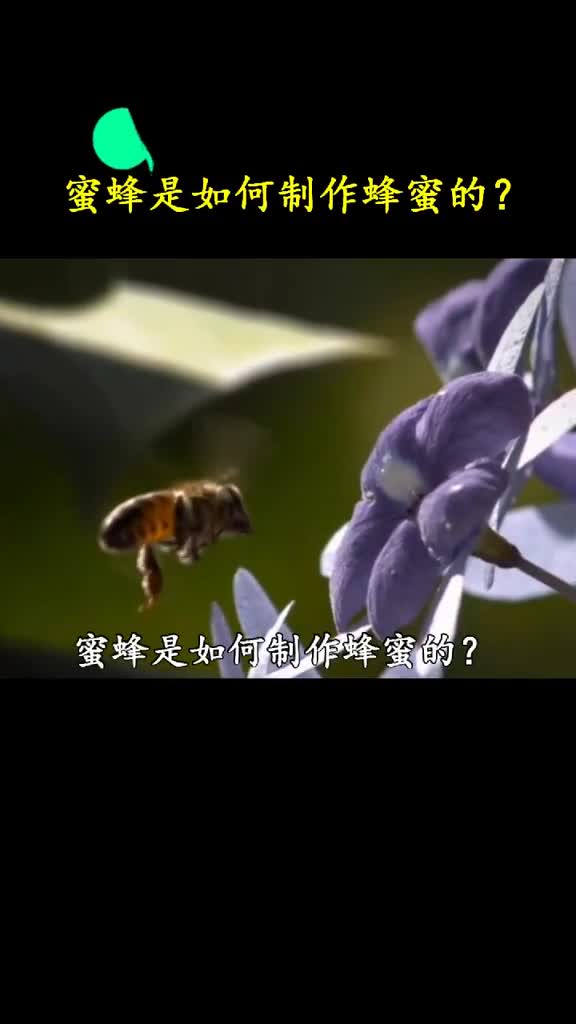没想到吧我们常喝的蜂蜜是这样来的