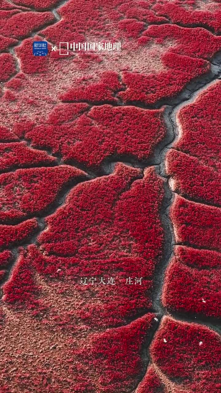在辽宁大连的庄河有一片红色的海滩这是盐地碱蓬绘制的绝美画卷其间又有蜿蜒密布的潮沟水系交错处处洋溢着热烈又浓郁的生命气息