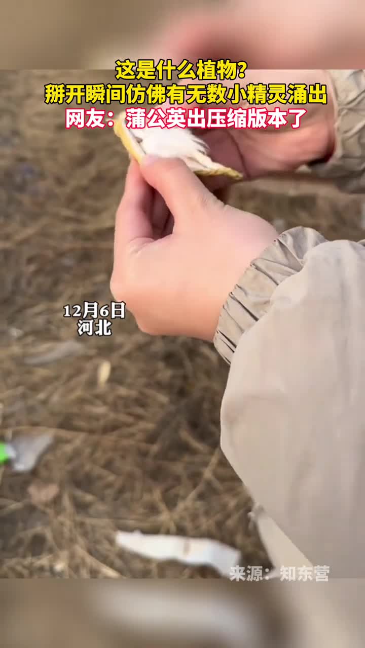 这是什么植物掰开瞬间仿佛有无数小精灵涌出网友蒲公英出压缩版本了你想我了吗