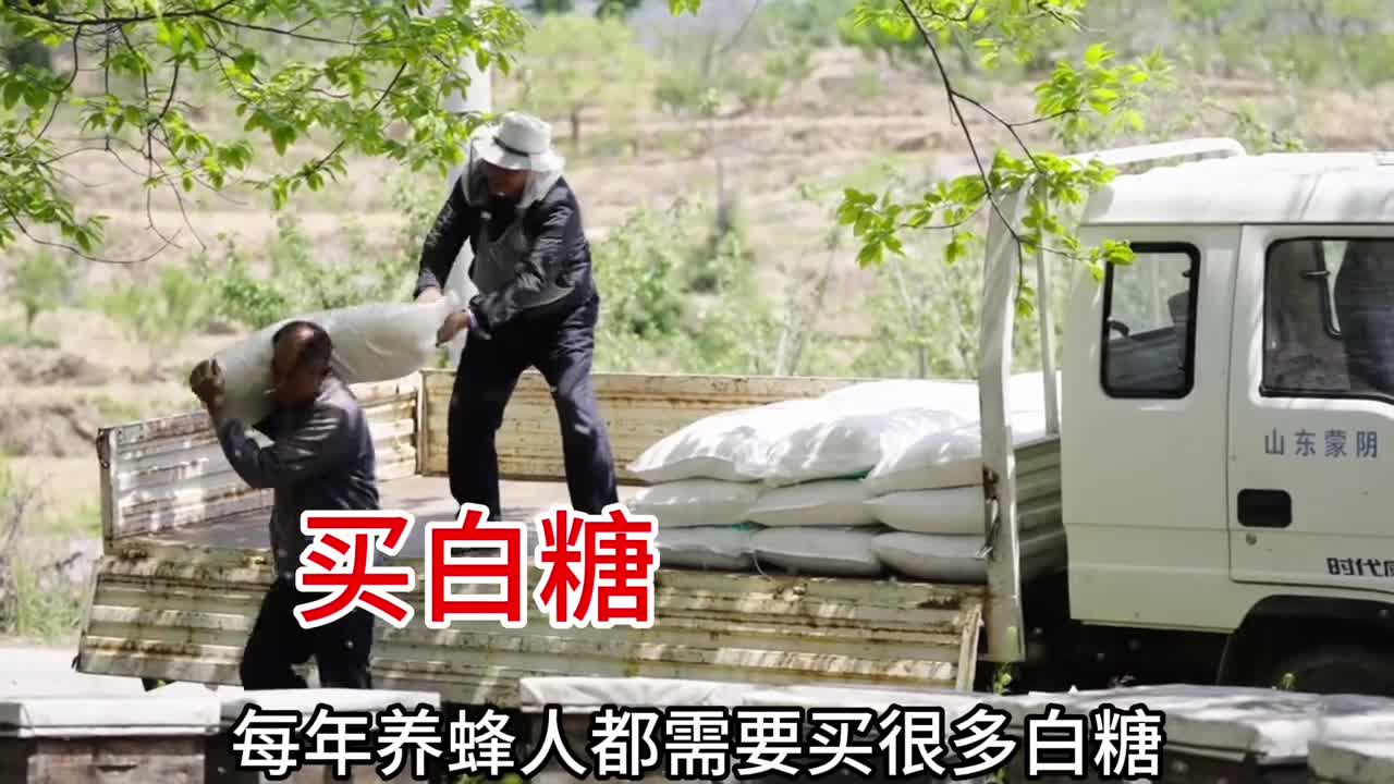 为啥给蜜蜂喂白糖