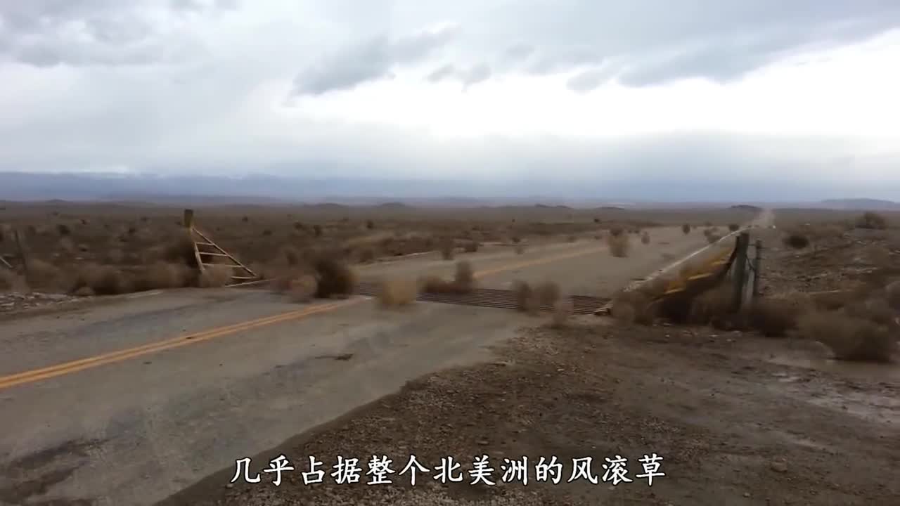 泛滥整个北美洲的风滚草来到中国后终究还是逃不过吃货的掌心最终沦为餐桌上的美食哭笑不得