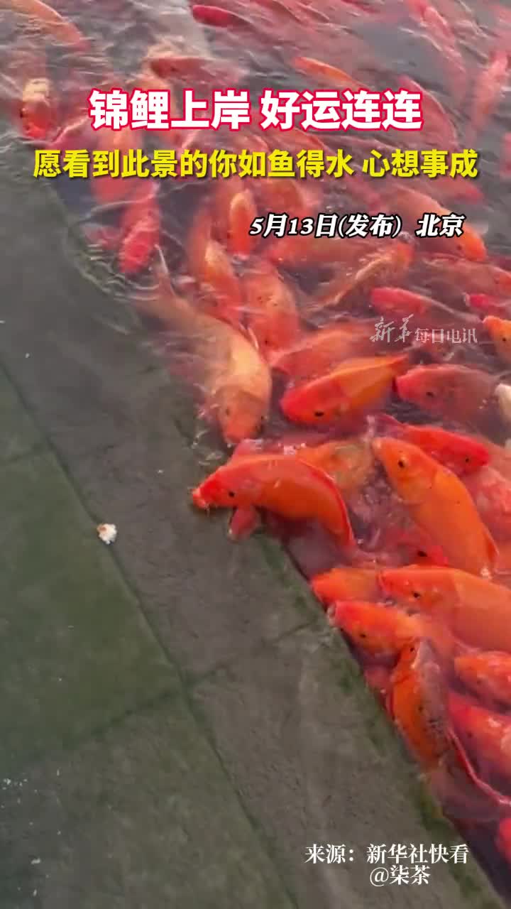 锦鲤上岸好运连连愿看到此景的你如鱼得水心想事成