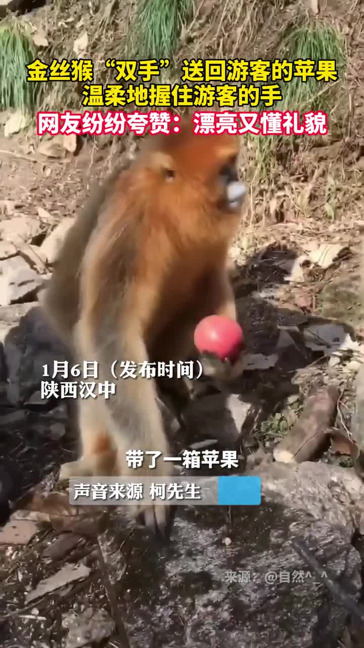 金丝猴温柔送回游客苹果小心翼翼地握住游客的手