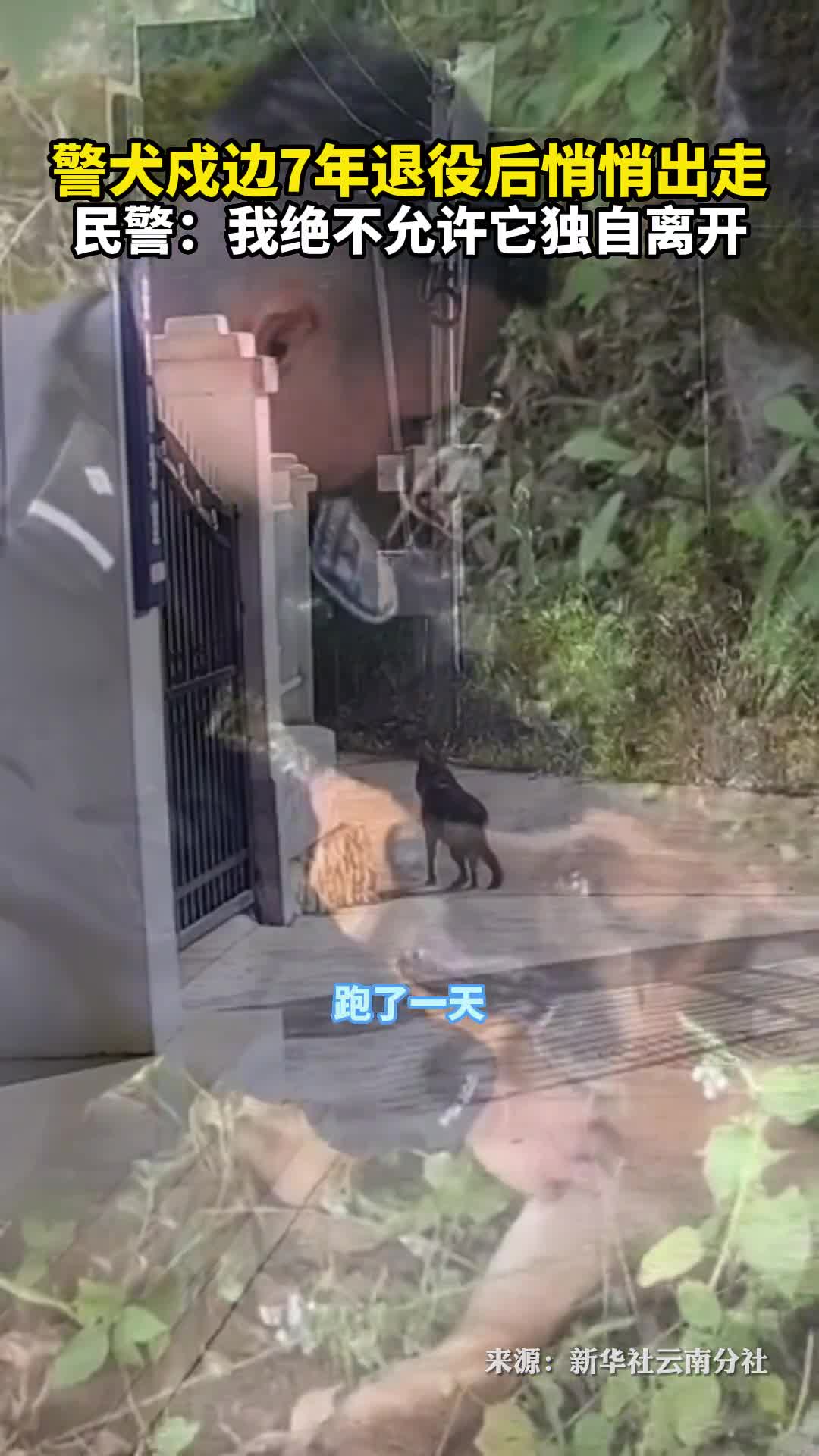 警犬戍边7年退役后悄悄出走